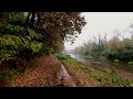 Rainy Forest in Autumn • For Sleep, Relaxation and Study