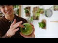 Relaxing Plant Tour 2023 | my entire houseplant collection