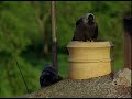 The Loyal And Charming Side Of The Jackdaw | Our World