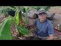 Separating Six Banana Plant Pups at the Corm, Potting, Mulching, Fertilizing, and more!