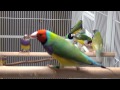 Beautiful Lady Gouldian Finches