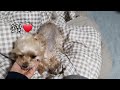 Dog reaction when coming home after going out for a while (Yorkshire Terrier)