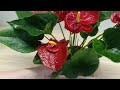 One drop per tree! Anthurium blooms continuously without fading