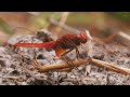 DRAGONFLY & FLOWER | Nature Relaxing Film 4K(60FPS) & Soothing Music to Reduce Stress ♫
