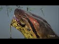 Anaconda Devours Huge Meal | Monster Snakes