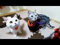 【かわいい猫】💛💛HAPPY HALLOWEEN2022💛💛🎃🍭🎃🍬🎃🍩新たにお迎えしたハルと一緒にハロウィンパーティを開きました✨✨