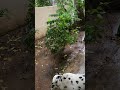 Dalmatian Charlie enjoying rain in Mvp colony
