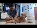 Terapi Kaki Anjing Yang diTabrak Motor #pecintaanjing