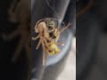 Spider and wasp samsun 21 8k cam