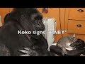 Meet Koko's New Kittens