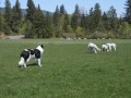 Border Collie Grazing Ewes & Lambs -- Dog Tending Sheep -- Training -- Flock -- Shepherd