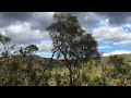 Bird song …Adelaide foothills, South Australia