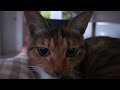 [1Hour] Sounds that make cats calm, purr song, purring #musicforcats