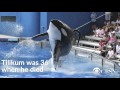 Tilikum, SeaWorld's most famous orca whale, has died