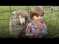 Orphaned Lamb Runs to His Favorite Toddler Like a Dalmatian | The Dodo Little But Fierce