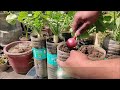 Growing Radish in Waste Bottles | SEED TO HARVEST