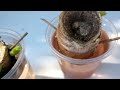 How to grow Aloe vera plants #plant cloning #gardening tips #Grow Aloe at home #gardening hacks