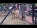Feeding time for 2 lions