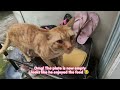 How We Feed Cat and Kitten| How to Prepare Food for Cat and Kitten| Cat Treats| Cat Care