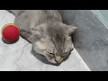 You Laugh You Lose😻🐶Funniest Dogs and Cats 2024😹