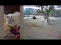 🤣😹 Funniest Dogs and Cats 😆🐱 Best Funny Animals 2024 # 15