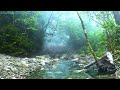 The sound of the stream in the beautiful forest. birds chirping. relax with nature. ASMR