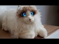 MetaCat Robotic Cat - Unboxing and Review