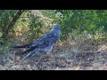 Nature's Beauty Unveiled: Male Montagu's Harrier Preens in 4K #birds #wildlife #nature #4k