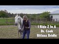 Horse Rescue Transformation Story