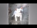Funniest Cats And Dogs Videos 2024😪You Laugh You Lose 🐶