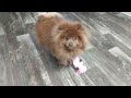Pomeranian and Mrs. Squeaky