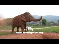 Grandma Siri’s New Life at ENP! - ElephantNews