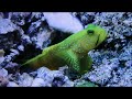 Fish Tank  with Sounds and VISUALS Effects for Relaxing