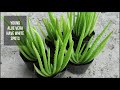 How To Identify The Real Aloe Vera Plant