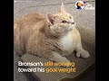 Overweight Shelter Cat Slims Down - BRONSON | The Dodo