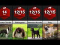 Comparison: Lifespan of Dog Breeds | How Long Will Your Dog Live?