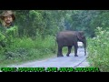 #Elephant# #Chasing# With Unbelievable #Speed#(Full Story).