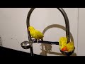 Yellow parrot videos compilation