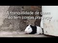 porquinho da Índia preguiçoso