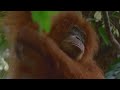 Are Orangutangs The Most Intelligent Primate In The Animal Kingdom? | WILD ASIA | Real Wild