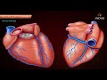 Coronary arteries Anatomy / Blood supply of Heart /  Arterial supply of heart : Animation