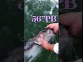 Trophy Cobia release #shorts