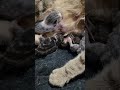 Babies! Rescued Pregnant Cat has 4 Healthy Babies. Safe, Dry, Oh So Sweet.