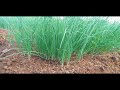 Part I: A Step-by-step Planting Onions | How to Plant & Grow Onions | Pag-pupunla | PH Countryside