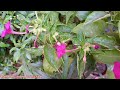 How To Care Mirabilis Jalapa 4 o'clock flower Plant|| 4o'clock Flower JuneJuly Care Fertilizer Hindi
