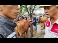 13 Juta !! Limousin Super Panjang !! Jadi rebutan Pedang Luar Kota!! Pasar Glenmore Banyuwangi