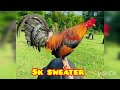 5K SWEATER - LCJR GAMEFARM - QUALITY GAMEFOWL IN THE PHILIPPINES... OWNER: JL SALBIBIA
