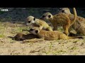Meerkats vs Robot Cobra | Spy In The Wild | BBC Earth