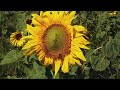 Sunflowers Rhossili2022