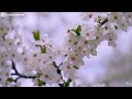 Beautiful Relaxing Music - Stop Overthinking 🌸 Stress Relief Music, Sleep Music, Soothing Music #113
